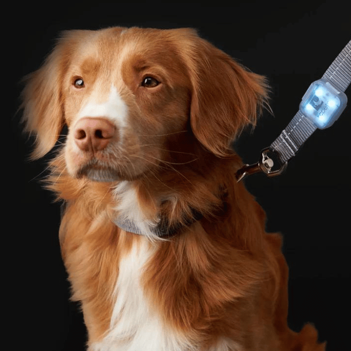 Rc Pets Lumière à DEL Nova