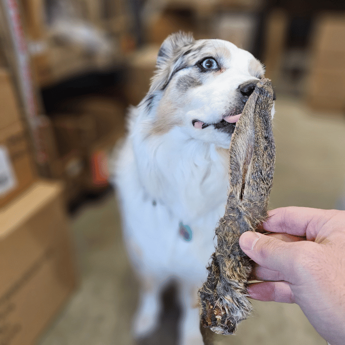 Sherbrooke Canin Gâteries Longue oreille de lapin poilue