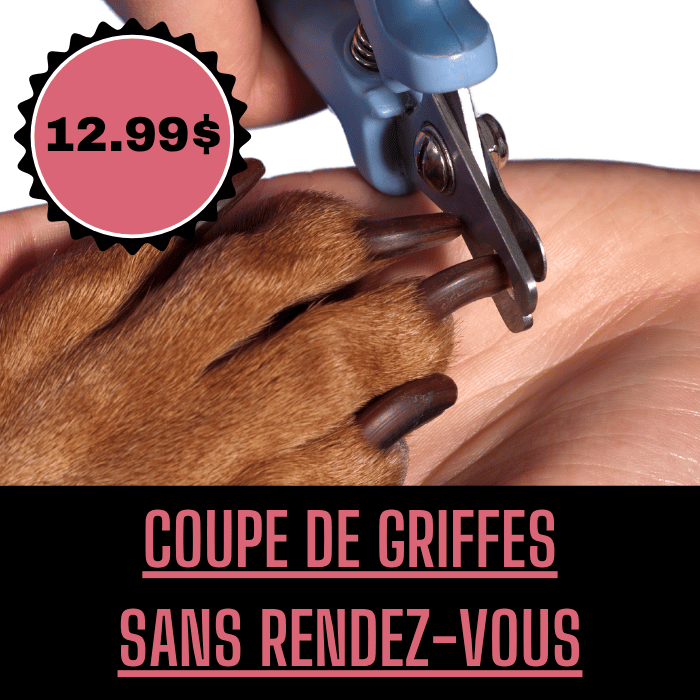 Sherbrooke Canin service Coupe de griffes Coupe de griffes