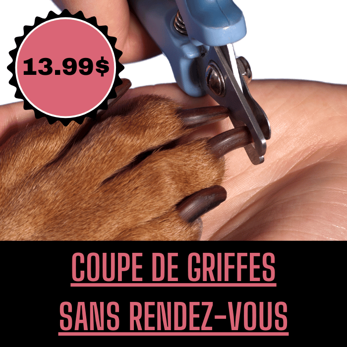 Sherbrooke Canin service Coupe de griffes Coupe de griffes