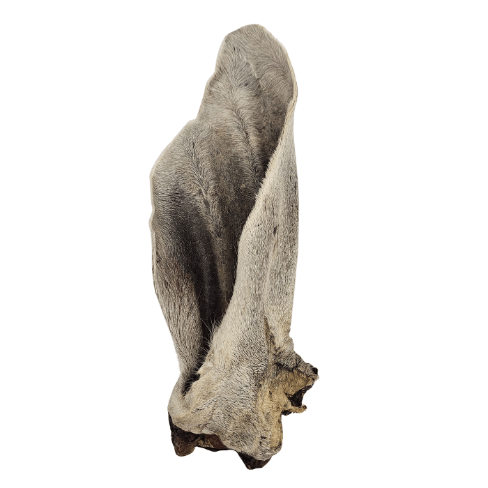 Vrac pour chien Gâteries Oreille de boeuf poilue GÉANTE Oreille de boeuf poilue GÉANTE