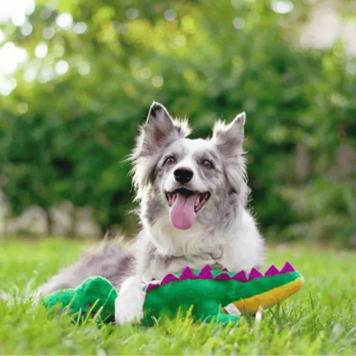 Zippy Paws jouets pour chien Copy of Peluche pour chien Grunterz Alvin l'alligator