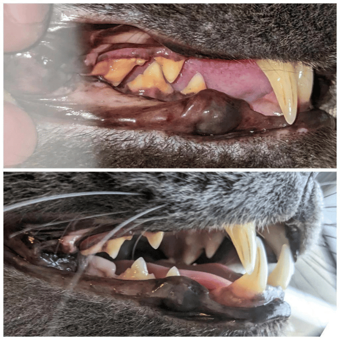 Baci+ supplement buco+ | Soins dentaires pour chats et petits chiens