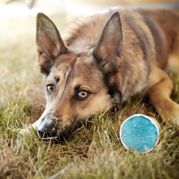 Big Country Raw congele Yogourt glacé Frozen Goat Fundae 3x 100ML