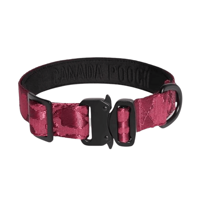 Canada Pooch collier Small / Plum Collier utilitaire pour chien Canada Pooch