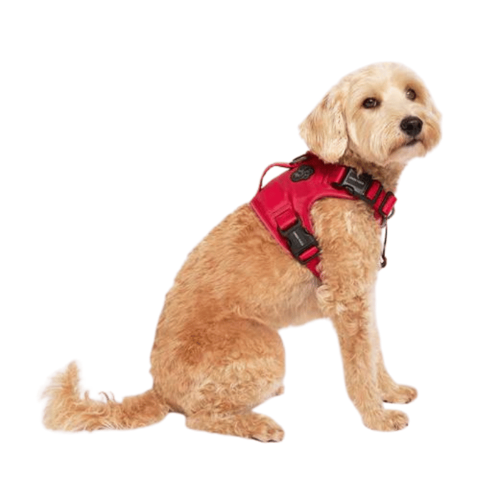 Canadian dog best sale harness company