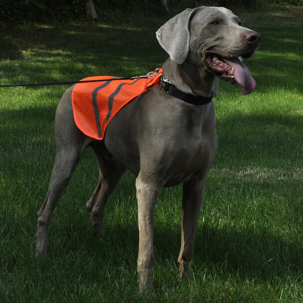 Coastal veste Veste de sécurité réfléchissante pour chiens