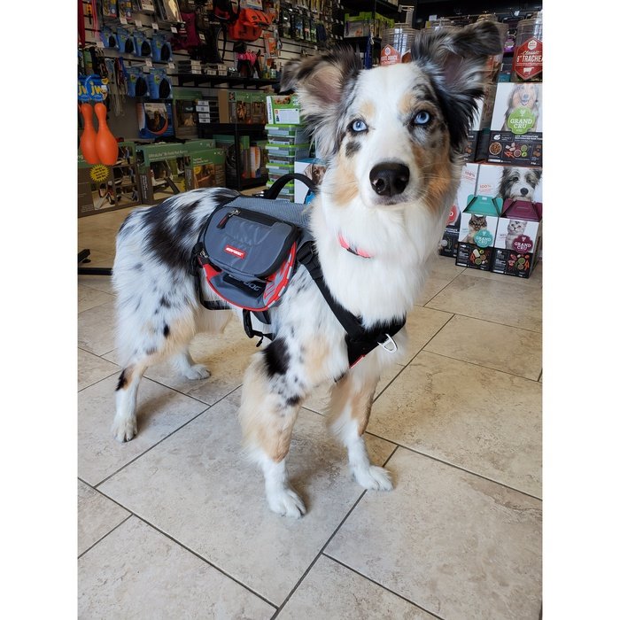 Ezydog sac a dos Sac à dos pour chien Ezydog Summit