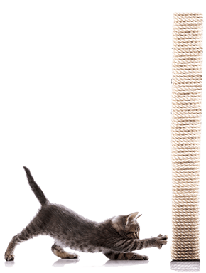 Feliway Diffuseur Calmant pour chats - Sherbrooke Canin