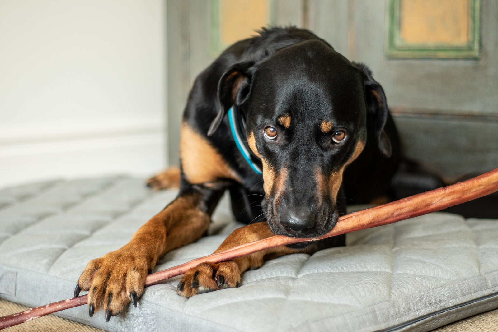 HeroDogTreats bully Bully stick 32''