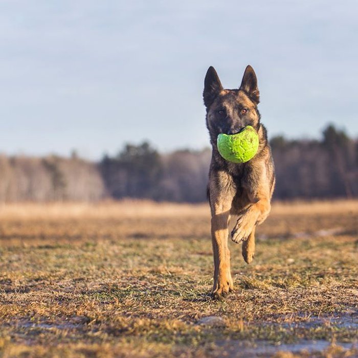 Jolly Pets jouets pour chien Ballon de soccer pour chien, ultra-résistant Jolly Pet