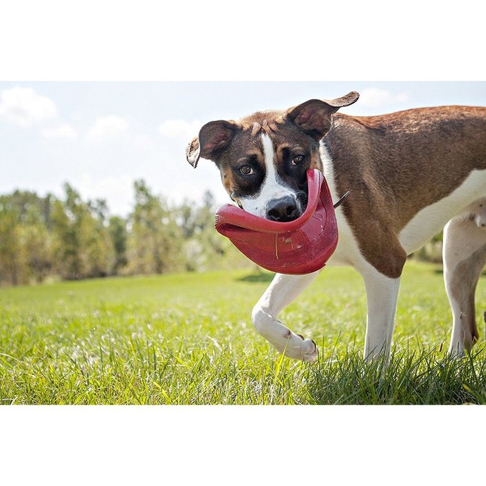 Frisbee Kong Flyer Rubber Dog Toy - Sherbrooke Canin