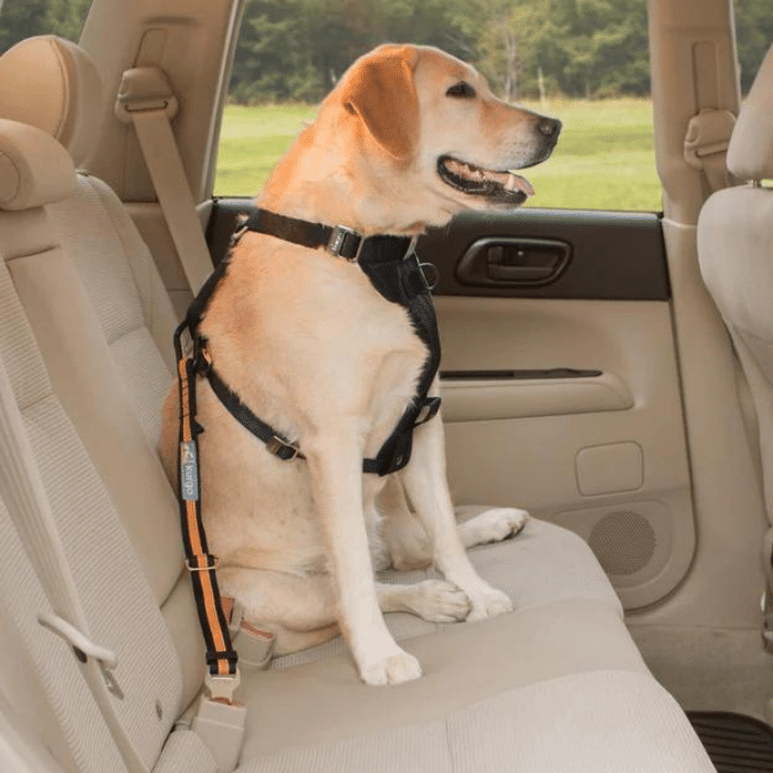 Kurgo bol de voyage Attache ceinture de sécurité Kurgo Direct To Seat Belt - jaune et noir