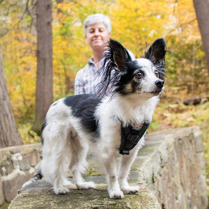 Harnais de voiture et de marche pour chien Tru-Fit à résistance amélio -  Sherbrooke Canin