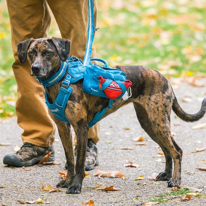 Kurgo plein air Bleu Flasque d'hydratation Kurgo RSG
