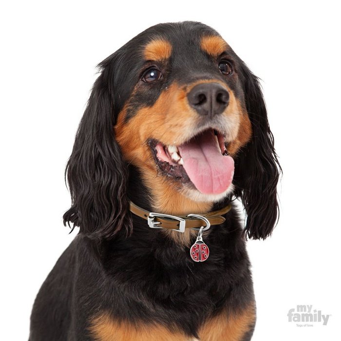 MyFamily medaille Médaille pour chiens - Coccinelle