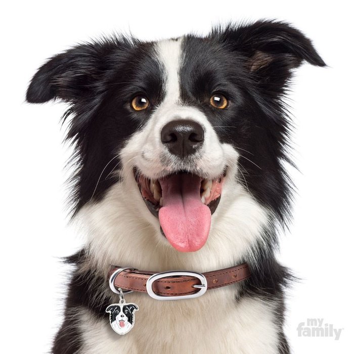 MyFamily medaille Médaille pour chiens - Friends Border Collie