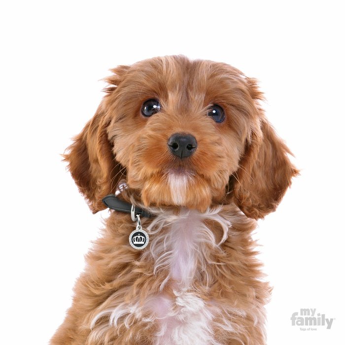 MyFamily medaille Médaille pour chiens Glam - Couronne Cercle Noir Strass