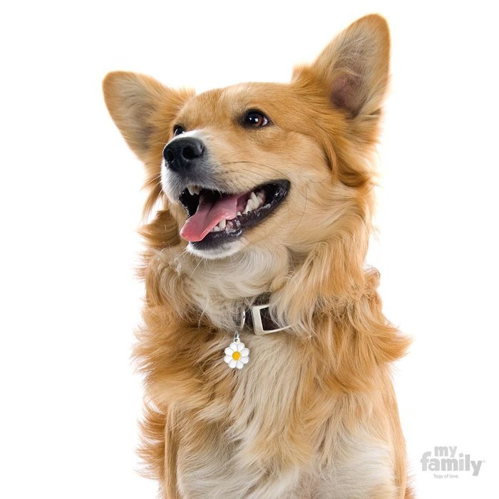 MyFamily medaille Médaille pour chiens - Marguerite