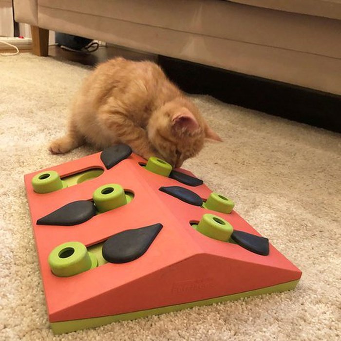 Nina ottosson jouets pour chien Casse tête pour chat Jouet interactif Nina Ottosson Melon Madness