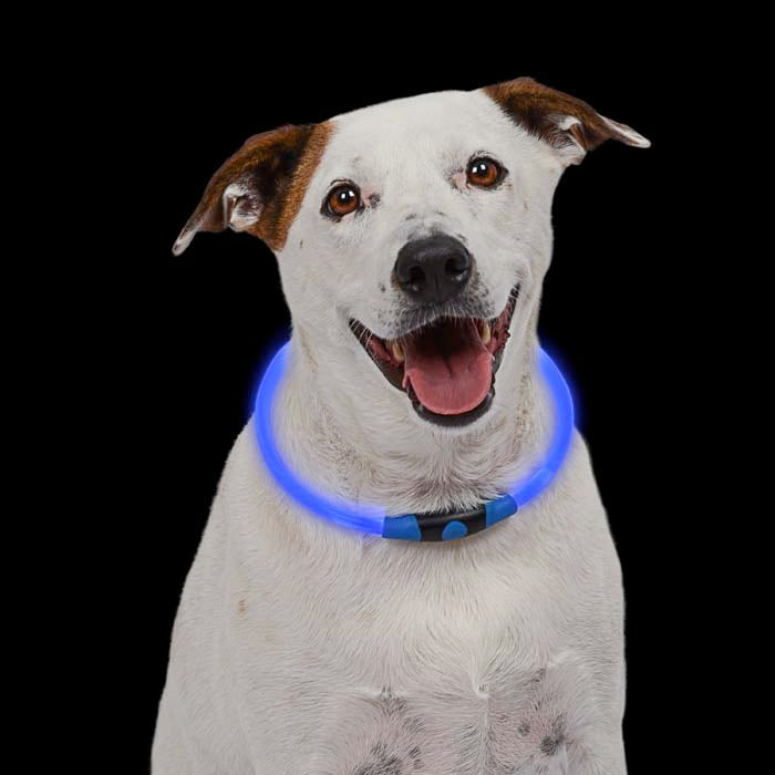 Collier lumineux pour chiens Silicon Dog Light Up For Night Time