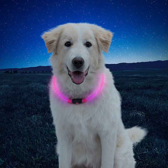 Collier lumineux à LED Eyenimal, bleu pour chien