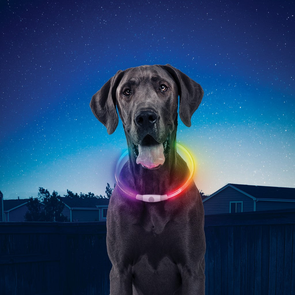 Collier lumineux pour chien NiteHowl LED Rechargeable - Sherbrooke