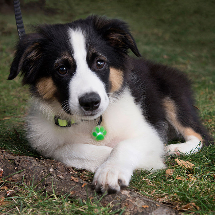 Nite ize led Lumiere led pendentif pour chiens Nite ize PetLit