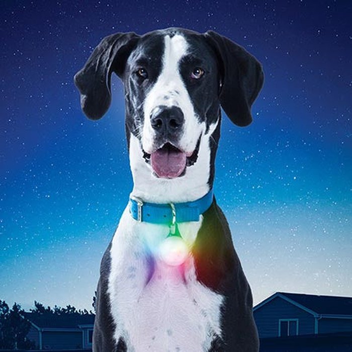 Nite ize led Lumiere led Spotlit XL pendentif pour chiens Nite ize rechargeable