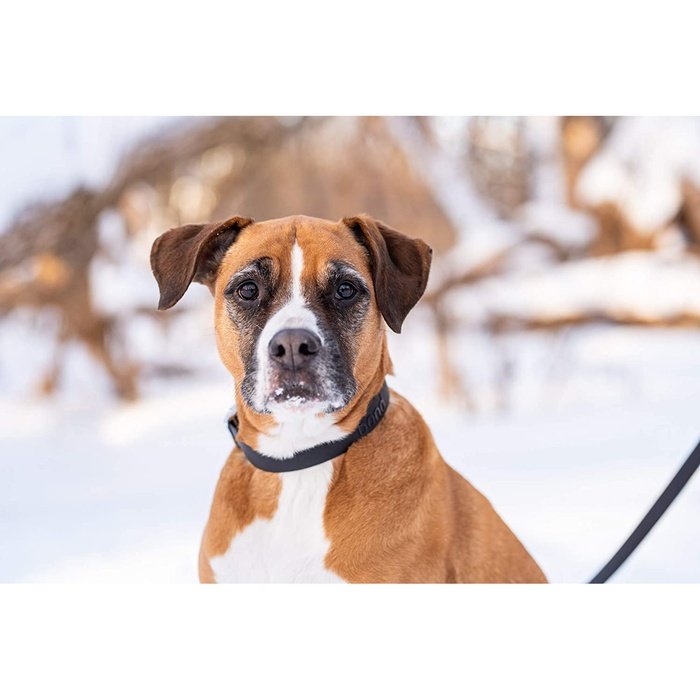 Original Bond collier Collier pour chien Original Bond - Poivre Noir