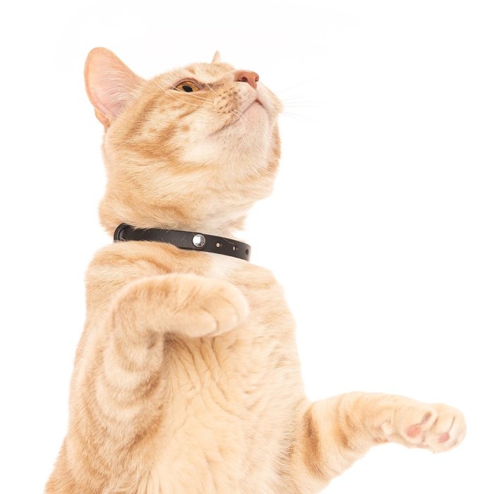 Original Bond collier Vert lime NUVUQ – Collier pour chat