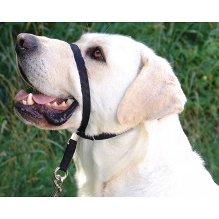 Harnais d'auto pour chien PetSafe happy ride - Sherbrooke Canin