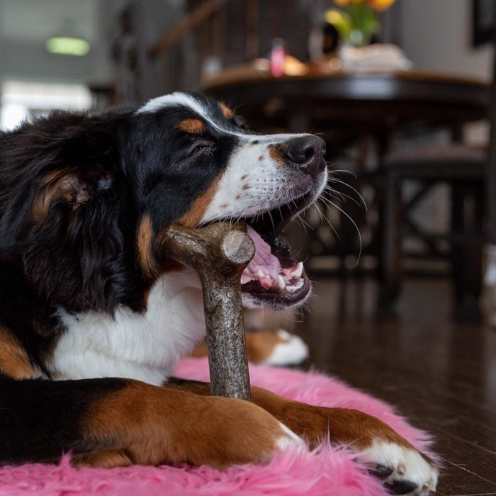 Pet Qwerks jouets pour chien Bâton à gruger Pet Qwerks BarkBone