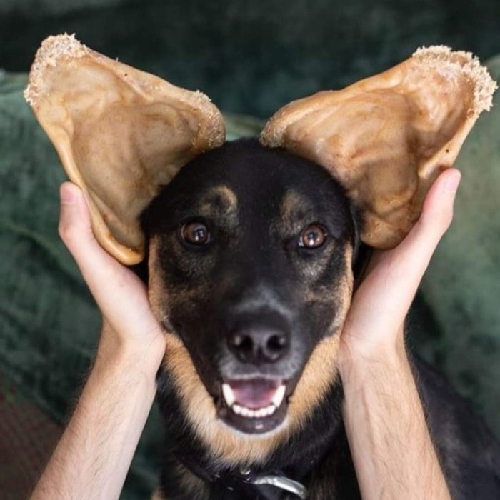 Pet Qwerks jouets pour chien Oreille de porc Pet Qwerks fait de nylon et de bacon