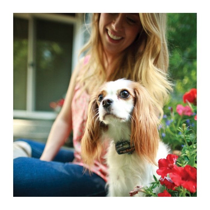 clôture anti fugue pour petit chien, petsafe