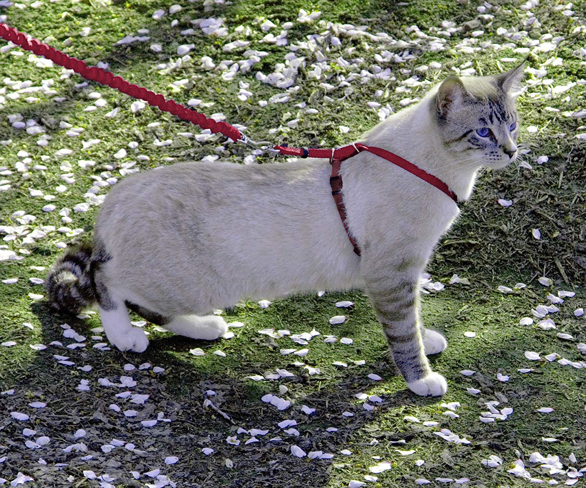 PetSafe exclus Harnais pour chat et laisse Easy Walk