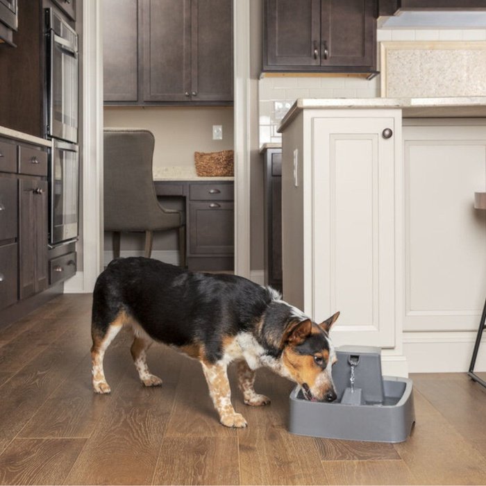 PetSafe fontaine Fontaine pour animaux de 3,7 litres Drinkwell