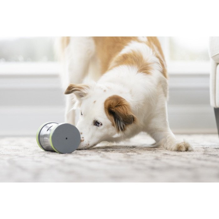 PetSafe jouets pour chien Distributeur mobile de croquettes Kibble Chase