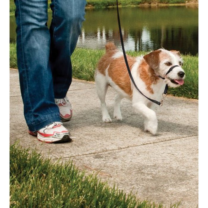 PetSafe licou Licol pour chien Easy Walk Gentle Leader
