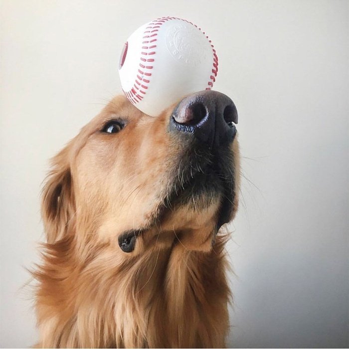 Planet dog balle Balle de baseball Planet Dog Orbee Tuff
