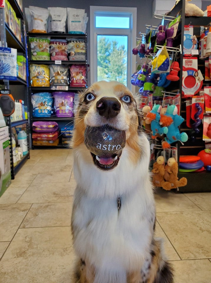 Planet dog balle Balle Orbee-Tuff Astro