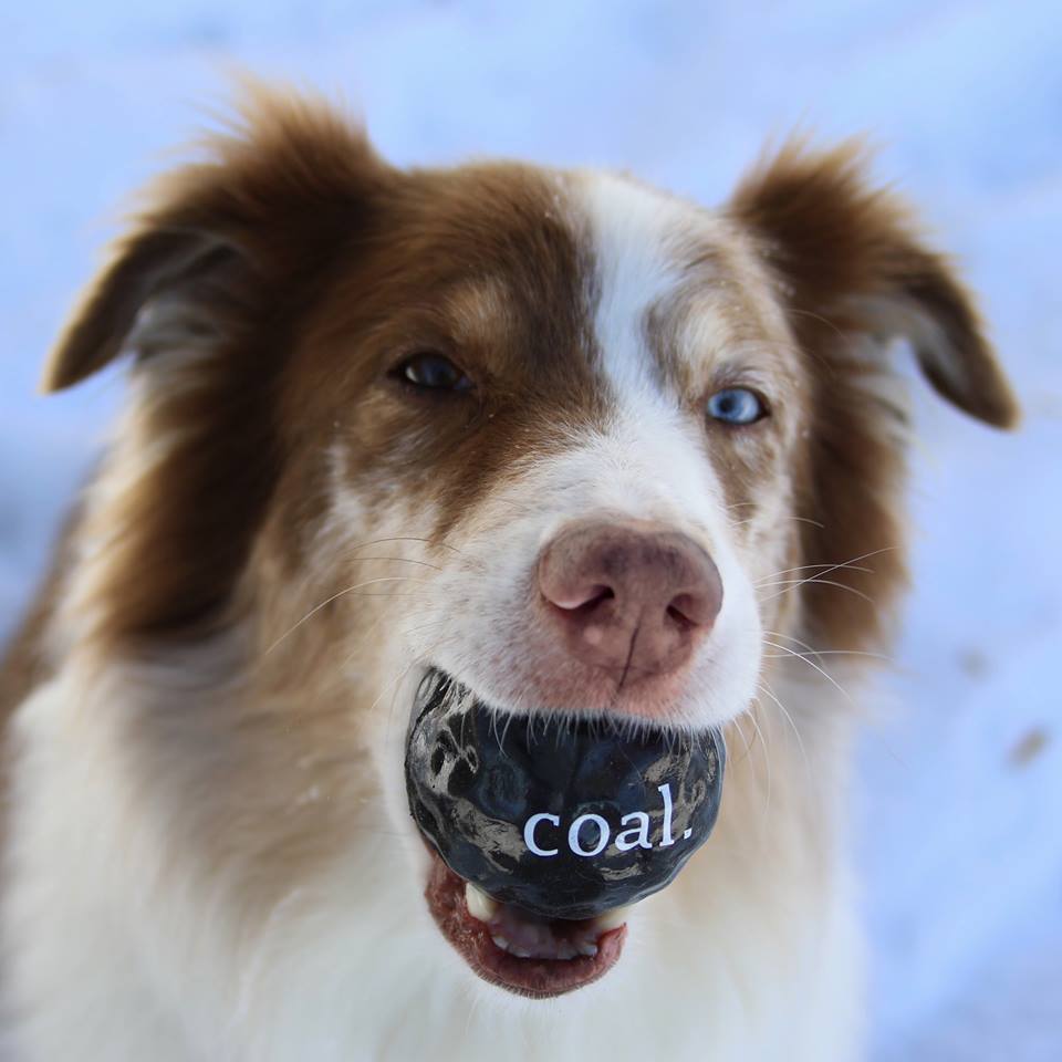 Planet dog balle Balle Orbee-Tuff Coal