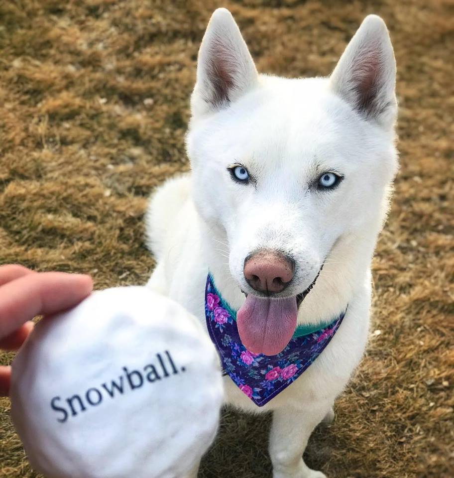 Planet dog exclus Balle de neige Orbee-Tuff Snowball