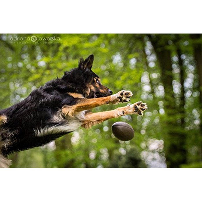 Planet dog jouet Ballon de football Orbee-Tuff