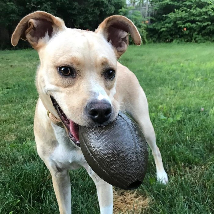 Planet dog jouet Ballon de football Orbee-Tuff