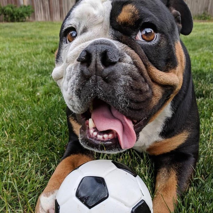 Planet dog Jouet Ballon de soccer Planet Dog Orbee Tuff