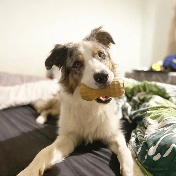 Poochie Butter jouets pour chien Jouet interactif Peanut avec pochette de beurre d'arachide Poochie Butter