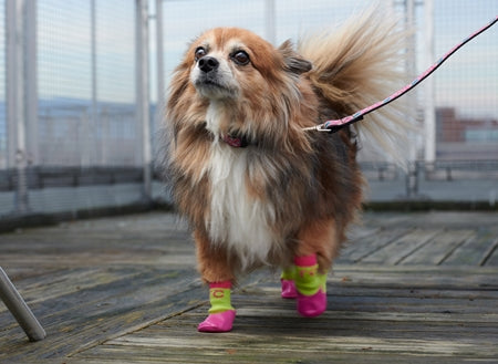 Rc Pets chaussettes Chaussettes de sport pour chien Sport Pawks
