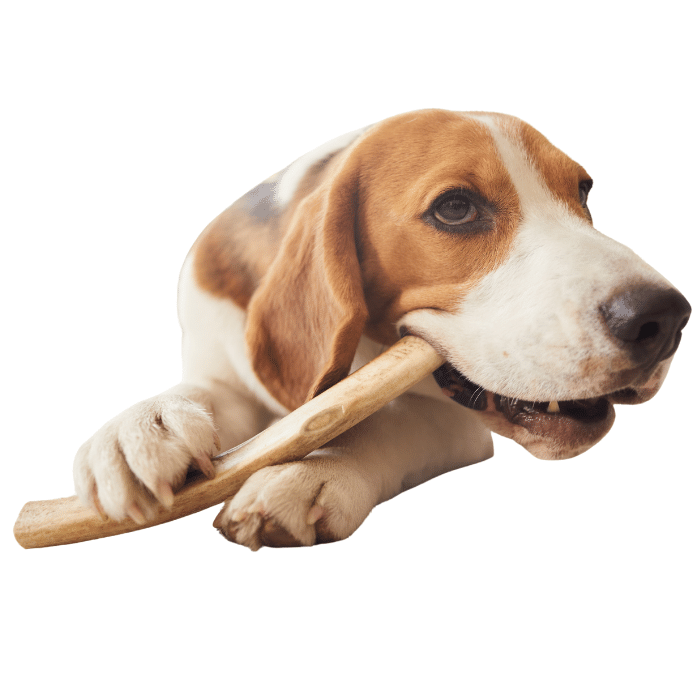 Sherbrooke Canin Article masticatoire mystère