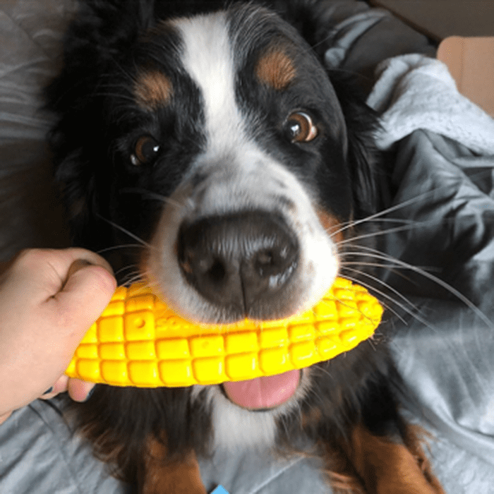 Sodapup jouets pour chien Épis de maïs - jouet à mâcher en nylon